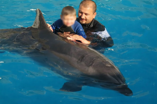 Why Dolphin-Assisted Therapy?